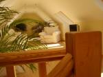 Loft Conversion